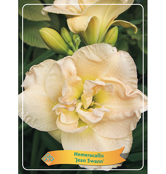 Hemerocallis Jean Swann Ø11