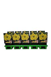 Hemerocallis Girl Scout Ø11