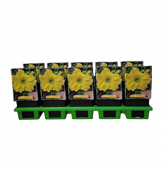 Hemerocallis Girl Scout Ø11