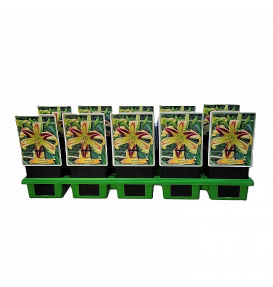 Hemerocallis Free Wheelin Ø11