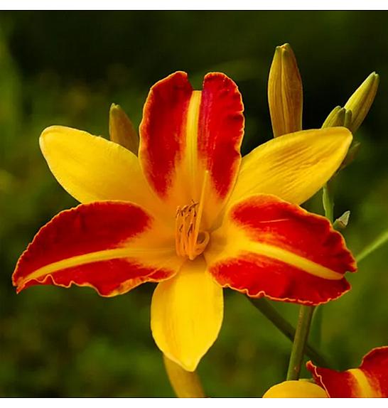Hemerocallis Frans Hals Ø11