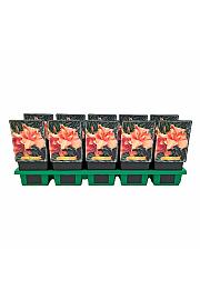 Hemerocallis Flower Basket Ø11