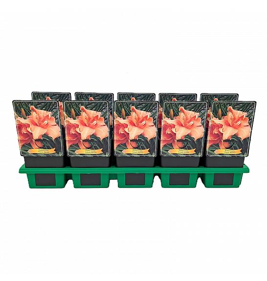 Hemerocallis Flower Basket Ø11