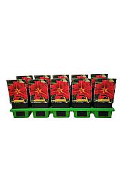 Hemerocallis Crimson Pirate Ø11