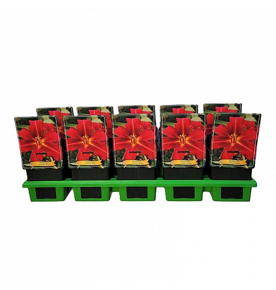 Hemerocallis Crimson Pirate Ø11