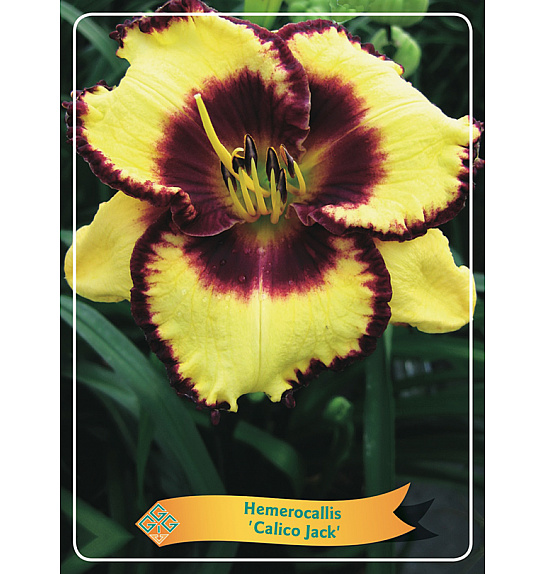Hemerocallis Calico Jack Ø11