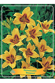 Hemerocallis Bonanza Ø11