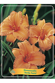 Hemerocallis Bertie Ferris Ø11
