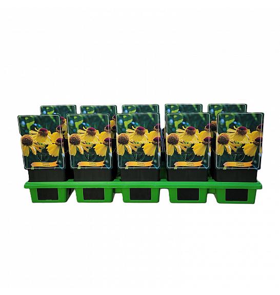 Helenium Wesergold Ø11
