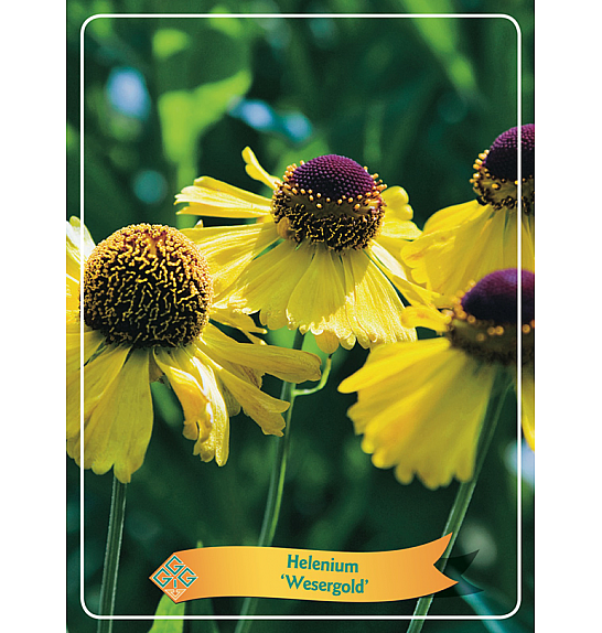 Helenium Wesergold Ø11