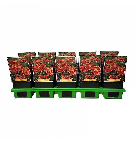 Helenium Tom Ø11