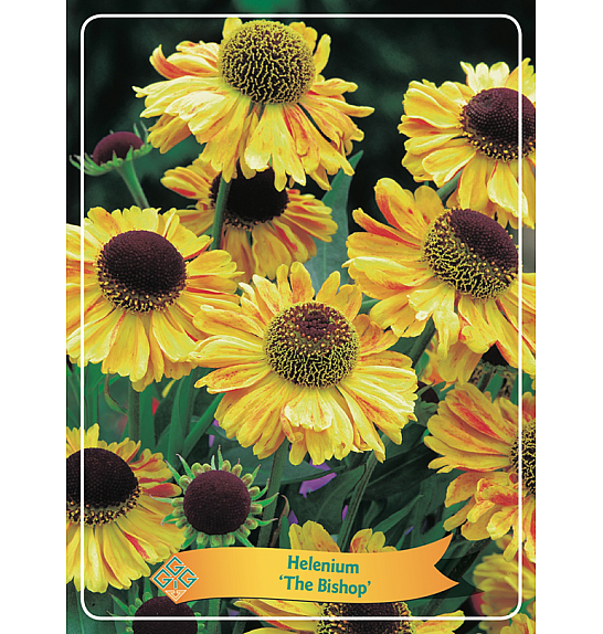 Helenium The Bishop Ø11