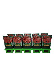 Helenium Ruby Thuesday Ø11