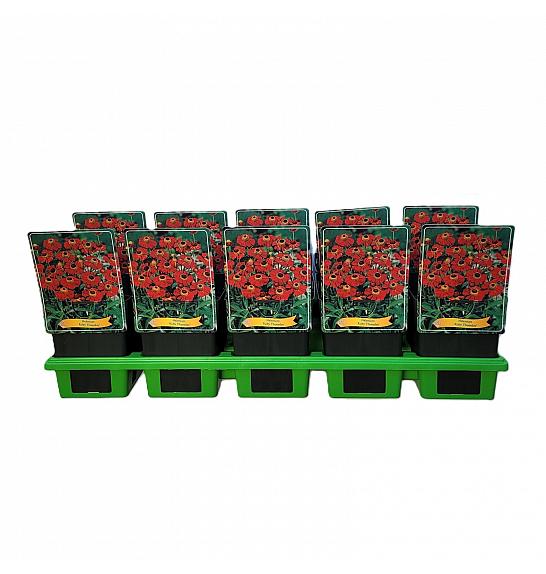 Helenium Ruby Thuesday Ø11