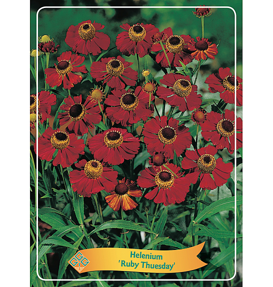 Helenium Ruby Thuesday Ø11