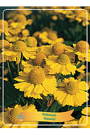 Helenium Kanaria Ø11
