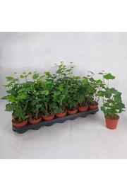 Hedera  Hibernica Ø 9