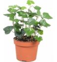Hedera  Hibernica Ø 13