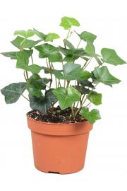 Hedera  Hibernica Ø 13