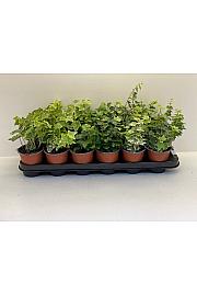 Hedera  helix Ø 9 mix