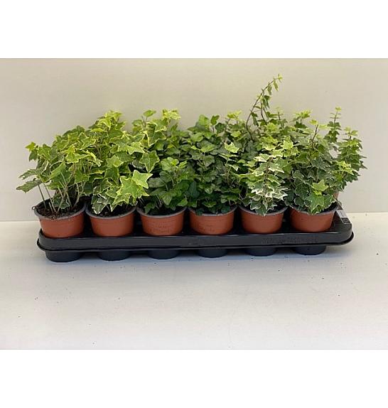 Hedera  helix Ø 9 mix
