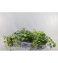 Hedera  helix Ø 12 mix