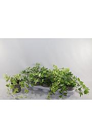 Hedera  helix Ø 12 mix