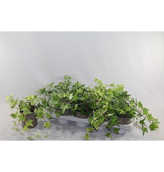 Hedera  helix Ø 12 mix