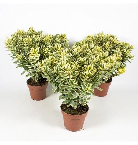 Hebe Veronica Variegata Ø 12