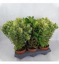 Hebe Veronica Variegata + Green Ø 12