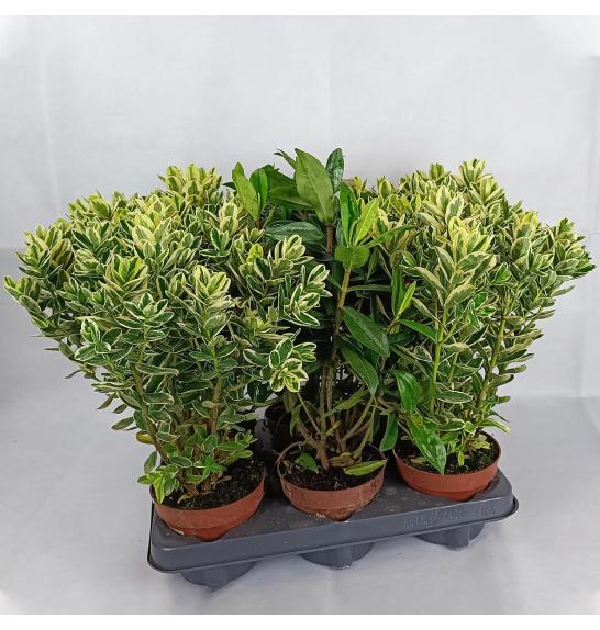 Hebe Veronica Variegata + Green Ø 12