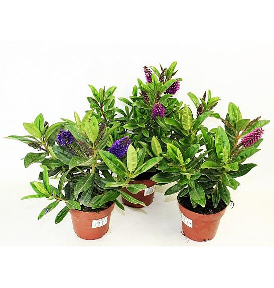 Hebe Veronica Green Ø 12