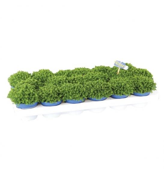 Hebe Green Globe Ø 9
