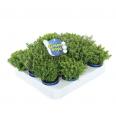 Hebe Green Boys Ø 6 mix