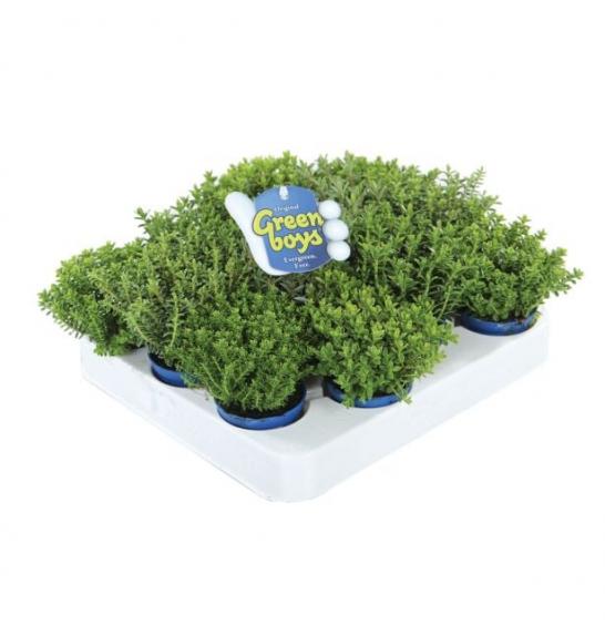 Hebe Green Boys Ø 6 mix