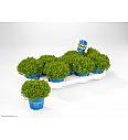 Hebe Green Boys Green Globe Ø 12