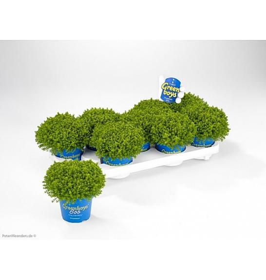 Hebe Green Boys Green Globe Ø 12