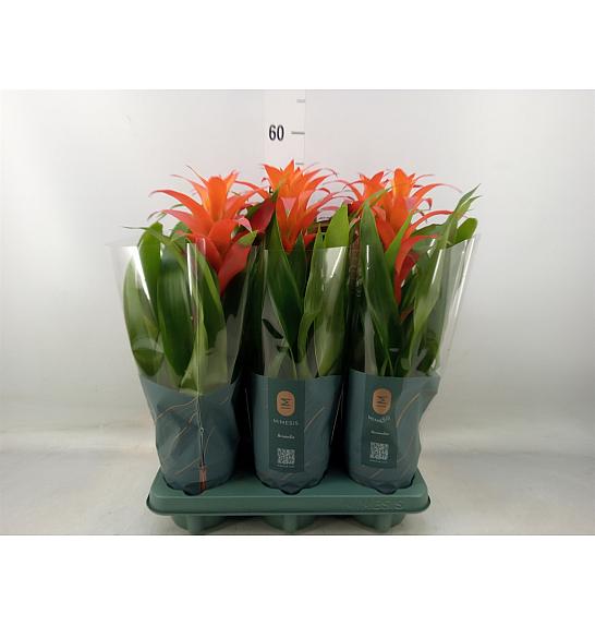 Guzmania hybrid Ø12 Orange