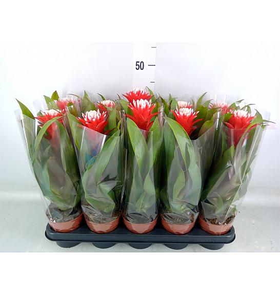 Guzmania Hope Ø12