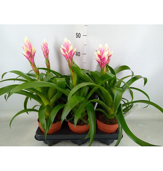 Guzmania Candy Ø12