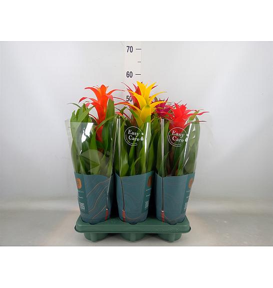 Guzmania hybrid Ø12 mix