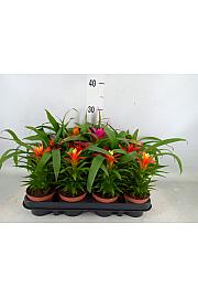Guzmania hybrid Ø9 mix