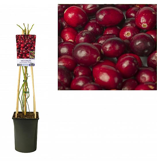 Vaccinium macrocarpon Pilgrim C2,5 Lit. 40-60 cm