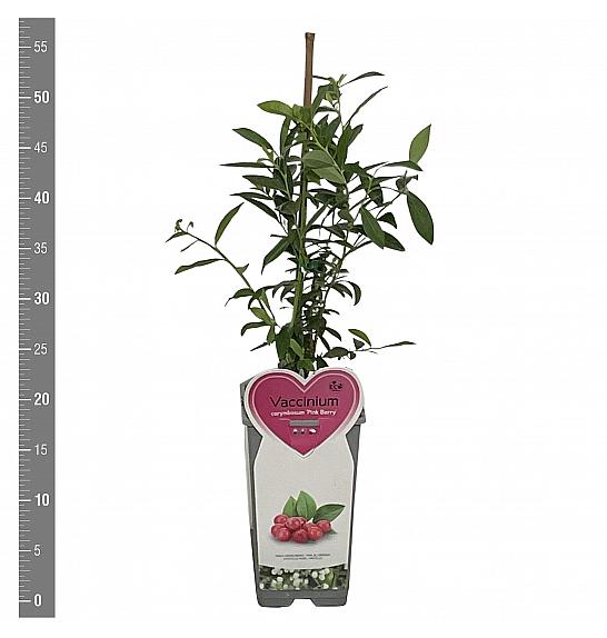 Vaccinium corymbosum Pink Berry C2 Lit. 30-40 cm
