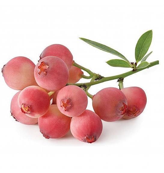 Vaccinium corymbosum Pink Berry C2 Lit. 30-40 cm