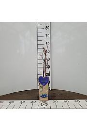 Vaccinium corymbosum Goldtraube C2 Lit. 30-40 cm BIO