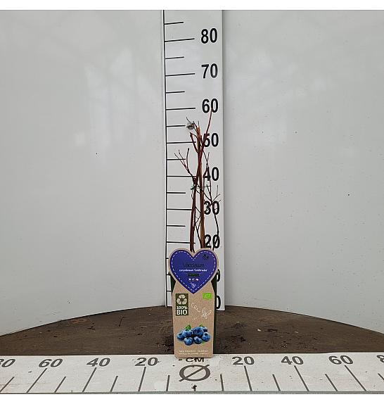 Vaccinium corymbosum Goldtraube C2 Lit. 30-40 cm BIO