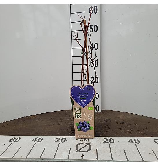 Vaccinium corymbosum Duke C2 Lit. 30-40 cm BIO