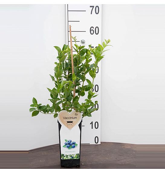 Vaccinium corymbosum Duke C2 Lit. 30-40 cm BIO