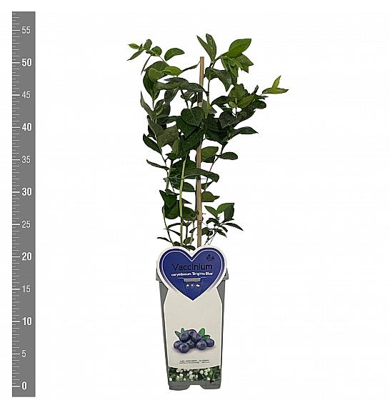 Vaccinium corymbosum Brigitta blue C2 Lit. 30-40 cm